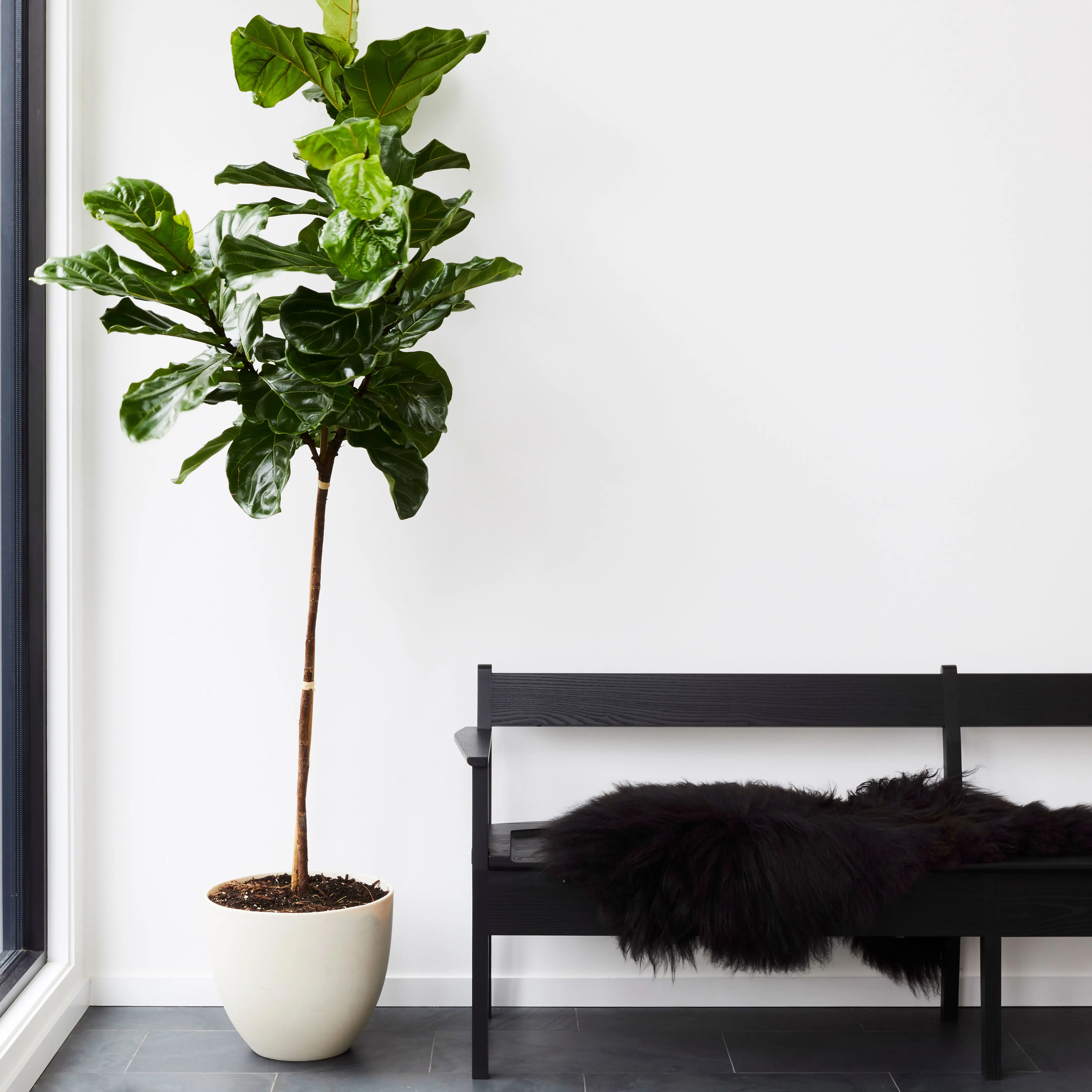 One sculptural plant in a clean planter always reads more expensive than a cluster of small succulents.